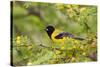 Santa Clara Ranch, Starr County, Texas. Audubons Oriole Perched-Larry Ditto-Stretched Canvas