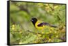 Santa Clara Ranch, Starr County, Texas. Audubons Oriole Perched-Larry Ditto-Framed Stretched Canvas