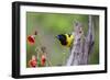 Santa Clara Ranch, Starr County, Texas. Audubons Oriole Perched-Larry Ditto-Framed Photographic Print