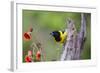 Santa Clara Ranch, Starr County, Texas. Audubons Oriole Perched-Larry Ditto-Framed Photographic Print