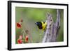 Santa Clara Ranch, Starr County, Texas. Audubons Oriole Perched-Larry Ditto-Framed Photographic Print