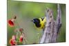 Santa Clara Ranch, Starr County, Texas. Audubons Oriole Perched-Larry Ditto-Mounted Photographic Print