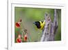 Santa Clara Ranch, Starr County, Texas. Audubons Oriole Perched-Larry Ditto-Framed Photographic Print