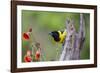 Santa Clara Ranch, Starr County, Texas. Audubons Oriole Perched-Larry Ditto-Framed Photographic Print