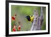 Santa Clara Ranch, Starr County, Texas. Audubons Oriole Perched-Larry Ditto-Framed Photographic Print