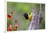 Santa Clara Ranch, Starr County, Texas. Audubons Oriole Perched-Larry Ditto-Framed Photographic Print