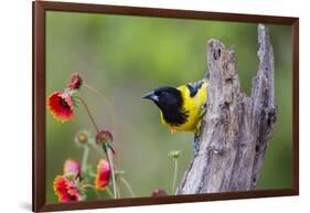 Santa Clara Ranch, Starr County, Texas. Audubons Oriole Perched-Larry Ditto-Framed Photographic Print