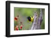 Santa Clara Ranch, Starr County, Texas. Audubons Oriole Perched-Larry Ditto-Framed Photographic Print