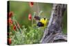 Santa Clara Ranch, Starr County, Texas. Audubons Oriole-Larry Ditto-Stretched Canvas