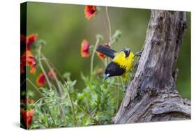 Santa Clara Ranch, Starr County, Texas. Audubons Oriole-Larry Ditto-Stretched Canvas