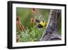 Santa Clara Ranch, Starr County, Texas. Audubons Oriole-Larry Ditto-Framed Photographic Print