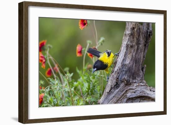 Santa Clara Ranch, Starr County, Texas. Audubons Oriole-Larry Ditto-Framed Photographic Print