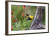 Santa Clara Ranch, Starr County, Texas. Audubons Oriole-Larry Ditto-Framed Photographic Print