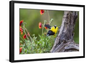 Santa Clara Ranch, Starr County, Texas. Audubons Oriole-Larry Ditto-Framed Photographic Print