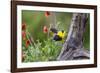 Santa Clara Ranch, Starr County, Texas. Audubons Oriole-Larry Ditto-Framed Photographic Print