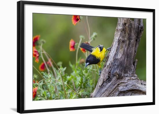 Santa Clara Ranch, Starr County, Texas. Audubons Oriole-Larry Ditto-Framed Photographic Print