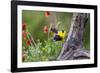 Santa Clara Ranch, Starr County, Texas. Audubons Oriole-Larry Ditto-Framed Photographic Print