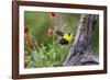 Santa Clara Ranch, Starr County, Texas. Audubons Oriole-Larry Ditto-Framed Photographic Print