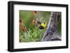 Santa Clara Ranch, Starr County, Texas. Audubons Oriole-Larry Ditto-Framed Photographic Print