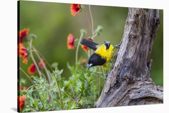 Santa Clara Ranch, Starr County, Texas. Audubons Oriole-Larry Ditto-Stretched Canvas