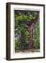 Santa Cruz, California - Big Tress Park, The Wonder Tree-Lantern Press-Framed Art Print