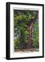 Santa Cruz, California - Big Tress Park, The Wonder Tree-Lantern Press-Framed Art Print