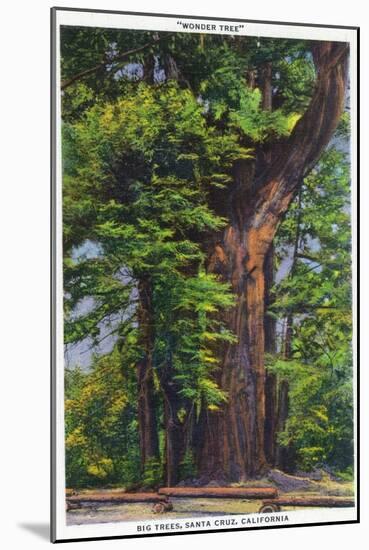 Santa Cruz, California - Big Tress Park, The Wonder Tree-Lantern Press-Mounted Art Print