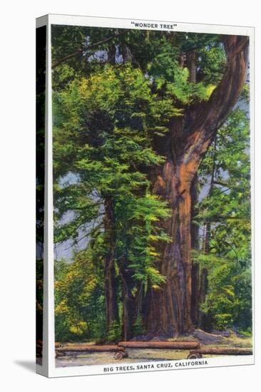 Santa Cruz, California - Big Tress Park, The Wonder Tree-Lantern Press-Stretched Canvas