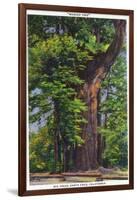 Santa Cruz, California - Big Tress Park, The Wonder Tree-Lantern Press-Framed Art Print