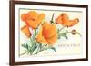 Santa Cruz, California Poppies, California-null-Framed Art Print