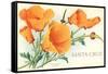 Santa Cruz, California Poppies, California-null-Framed Stretched Canvas