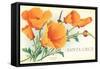 Santa Cruz, California Poppies, California-null-Framed Stretched Canvas