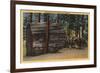 Santa Cruz County, CA - Calaveras Big Trees State Park-Lantern Press-Framed Art Print