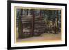 Santa Cruz County, CA - Calaveras Big Trees State Park-Lantern Press-Framed Art Print