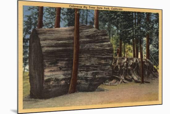 Santa Cruz County, CA - Calaveras Big Trees State Park-Lantern Press-Mounted Art Print