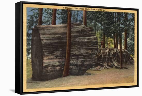 Santa Cruz County, CA - Calaveras Big Trees State Park-Lantern Press-Framed Stretched Canvas