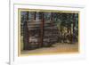 Santa Cruz County, CA - Calaveras Big Trees State Park-Lantern Press-Framed Premium Giclee Print
