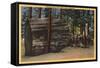 Santa Cruz County, CA - Calaveras Big Trees State Park-Lantern Press-Framed Stretched Canvas