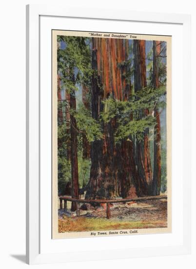 Santa Cruz County, CA - "Mother" & "Daughter" at Big Trees Park-Lantern Press-Framed Art Print