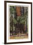 Santa Cruz County, CA - "Mother" & "Daughter" at Big Trees Park-Lantern Press-Framed Art Print