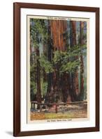 Santa Cruz County, CA - "Mother" & "Daughter" at Big Trees Park-Lantern Press-Framed Art Print