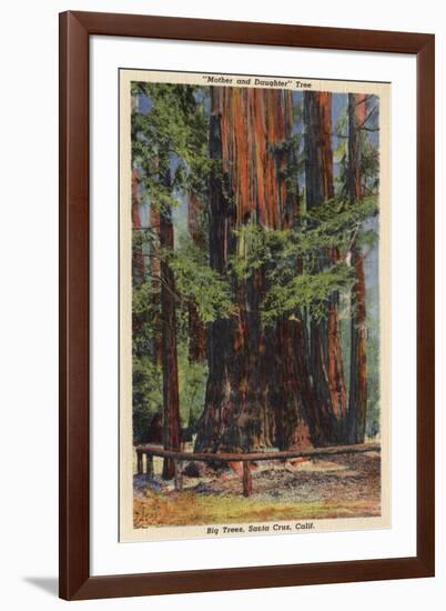 Santa Cruz County, CA - "Mother" & "Daughter" at Big Trees Park-Lantern Press-Framed Art Print