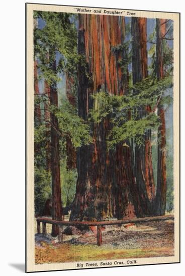 Santa Cruz County, CA - "Mother" & "Daughter" at Big Trees Park-Lantern Press-Mounted Art Print