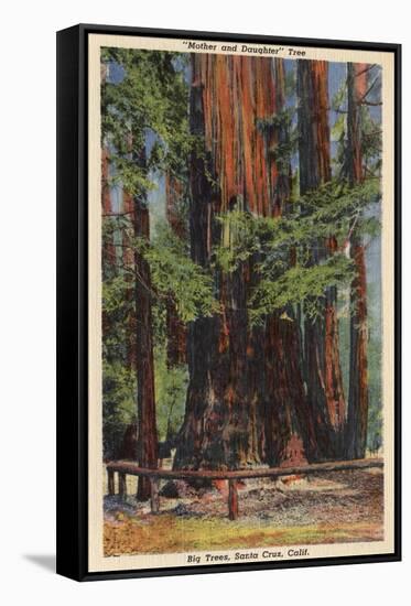 Santa Cruz County, CA - "Mother" & "Daughter" at Big Trees Park-Lantern Press-Framed Stretched Canvas