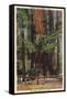 Santa Cruz County, CA - "Mother" & "Daughter" at Big Trees Park-Lantern Press-Framed Stretched Canvas