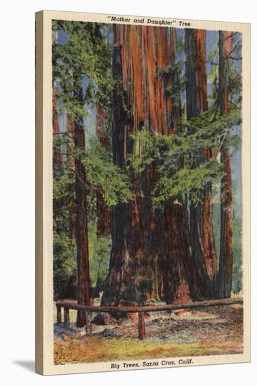 Santa Cruz County, CA - "Mother" & "Daughter" at Big Trees Park-Lantern Press-Stretched Canvas