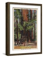 Santa Cruz County, CA - "Mother" & "Daughter" at Big Trees Park-Lantern Press-Framed Art Print