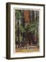 Santa Cruz County, CA - "Mother" & "Daughter" at Big Trees Park-Lantern Press-Framed Art Print