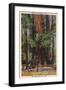 Santa Cruz County, CA - "Mother" & "Daughter" at Big Trees Park-Lantern Press-Framed Art Print