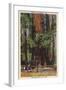 Santa Cruz County, CA - "Mother" & "Daughter" at Big Trees Park-Lantern Press-Framed Art Print